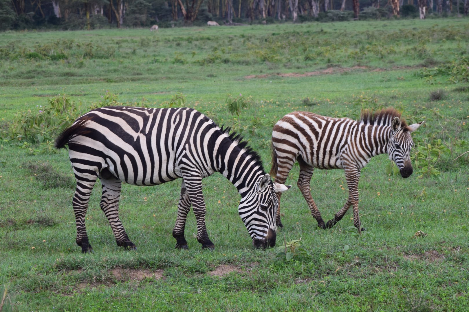 Plains Zebras