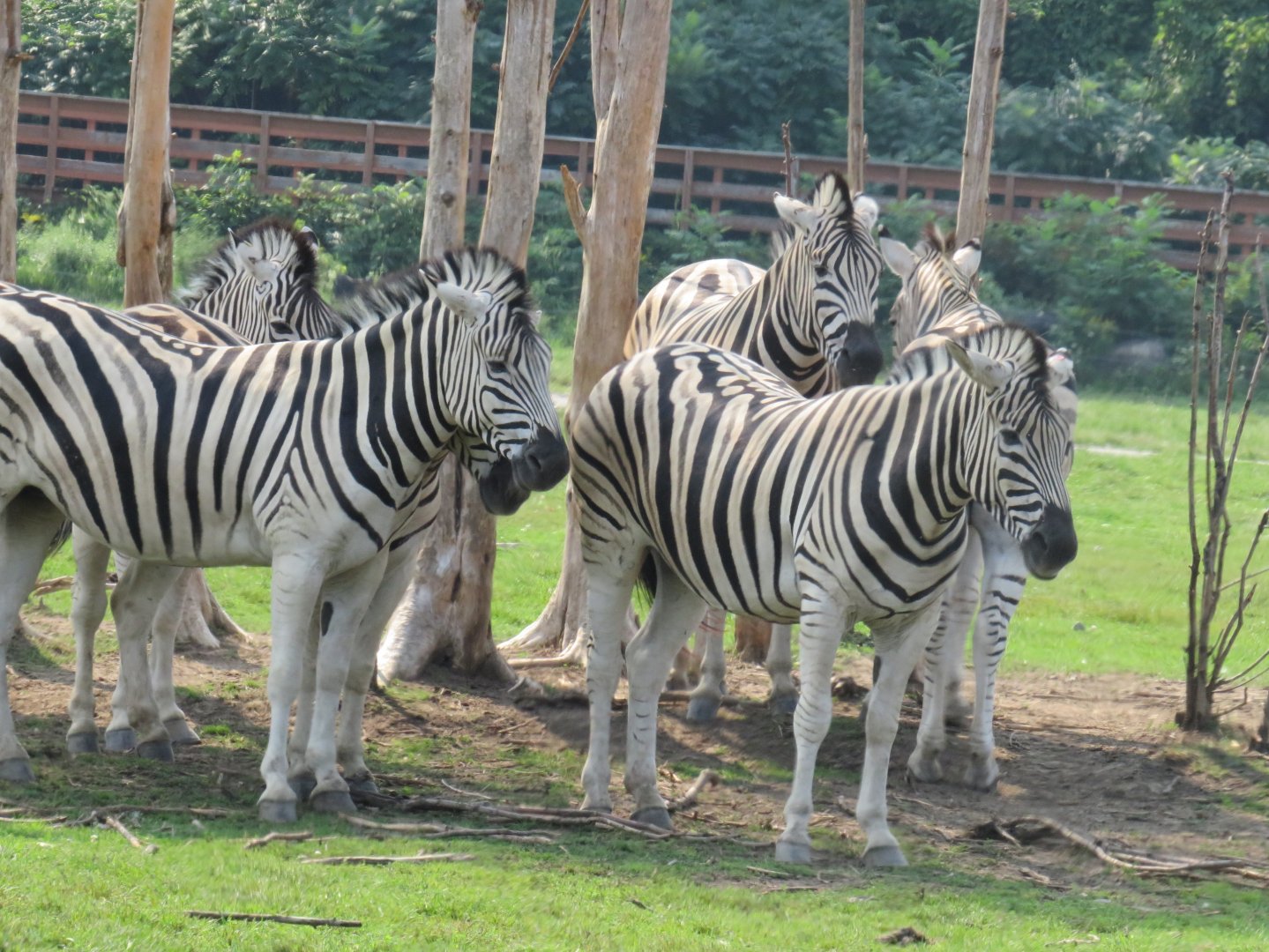 Plains zebras