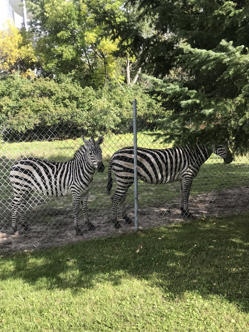 Plains Zebras