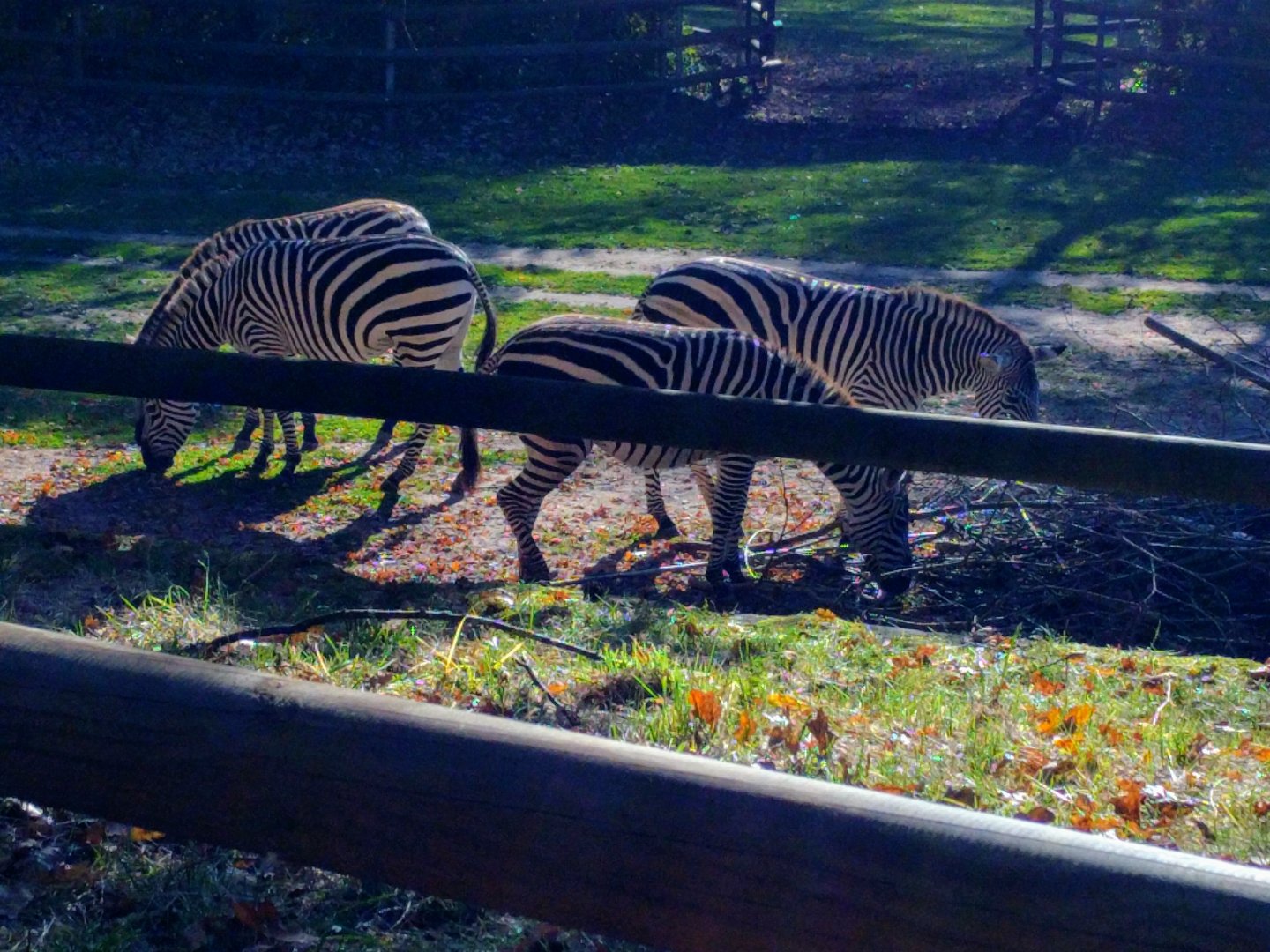 Plains Zebras
