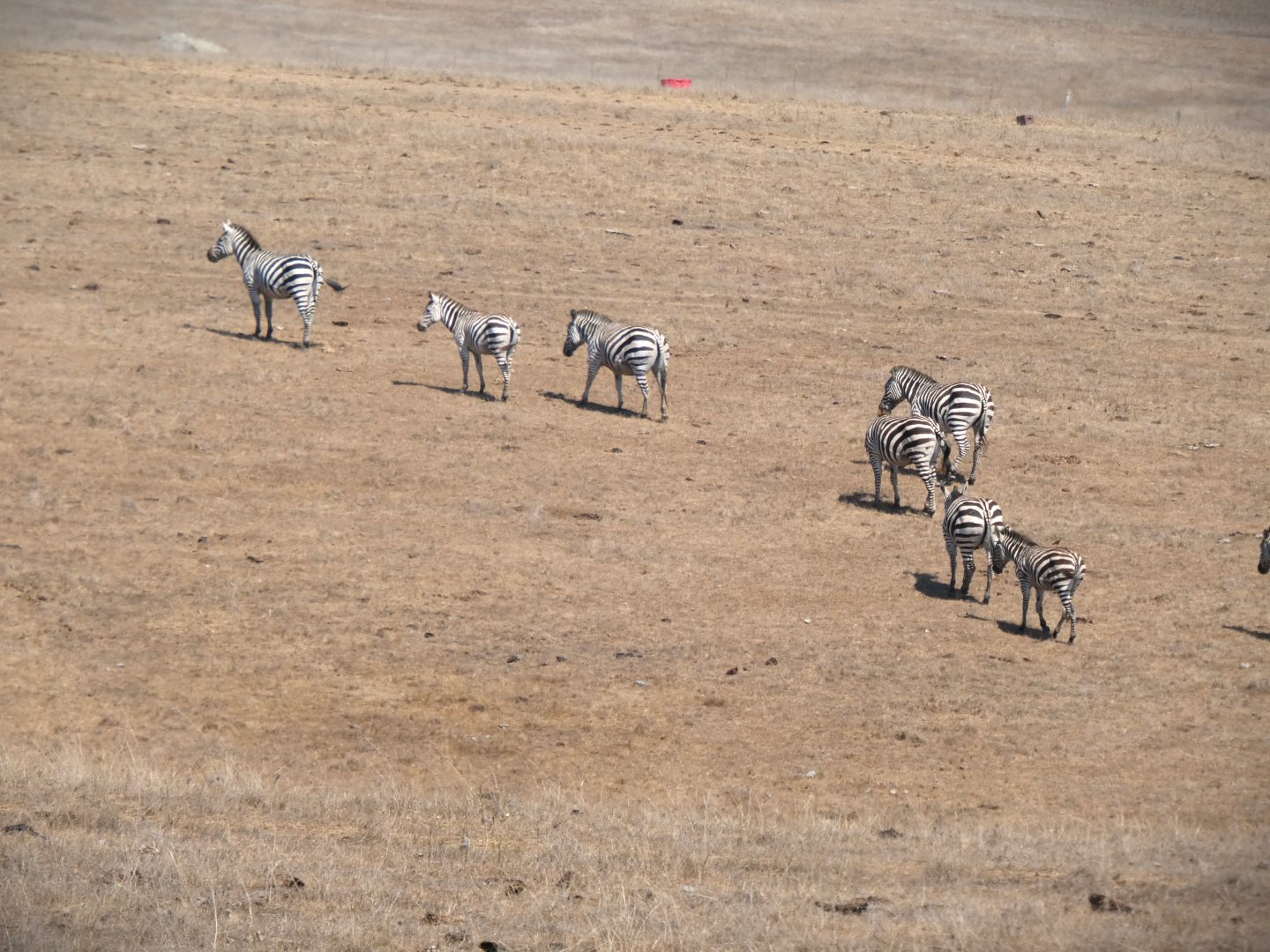 Plains Zebras