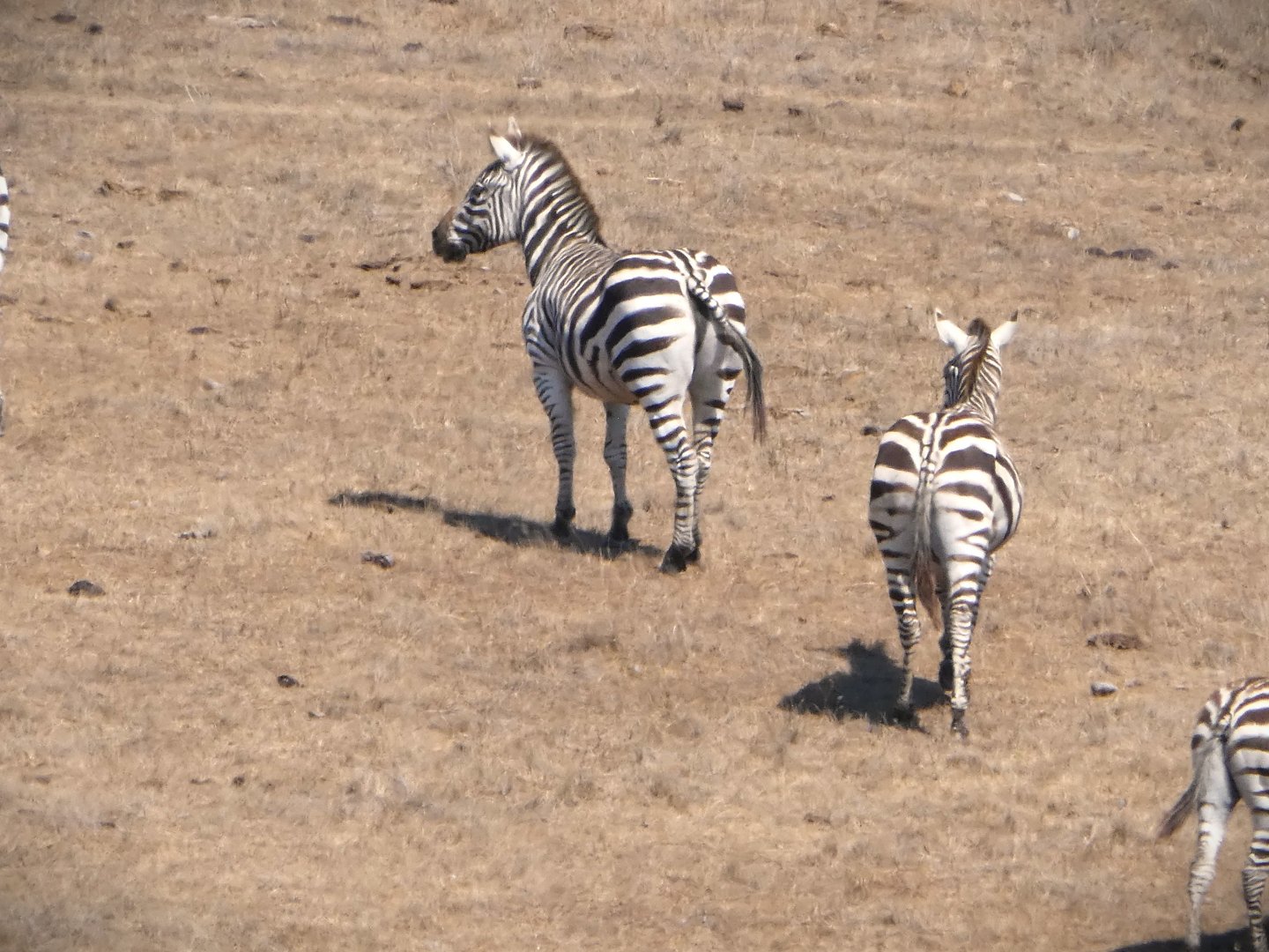Plains Zebras