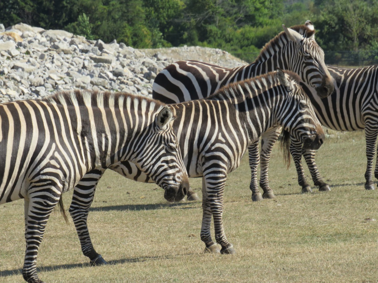 Plains zebras