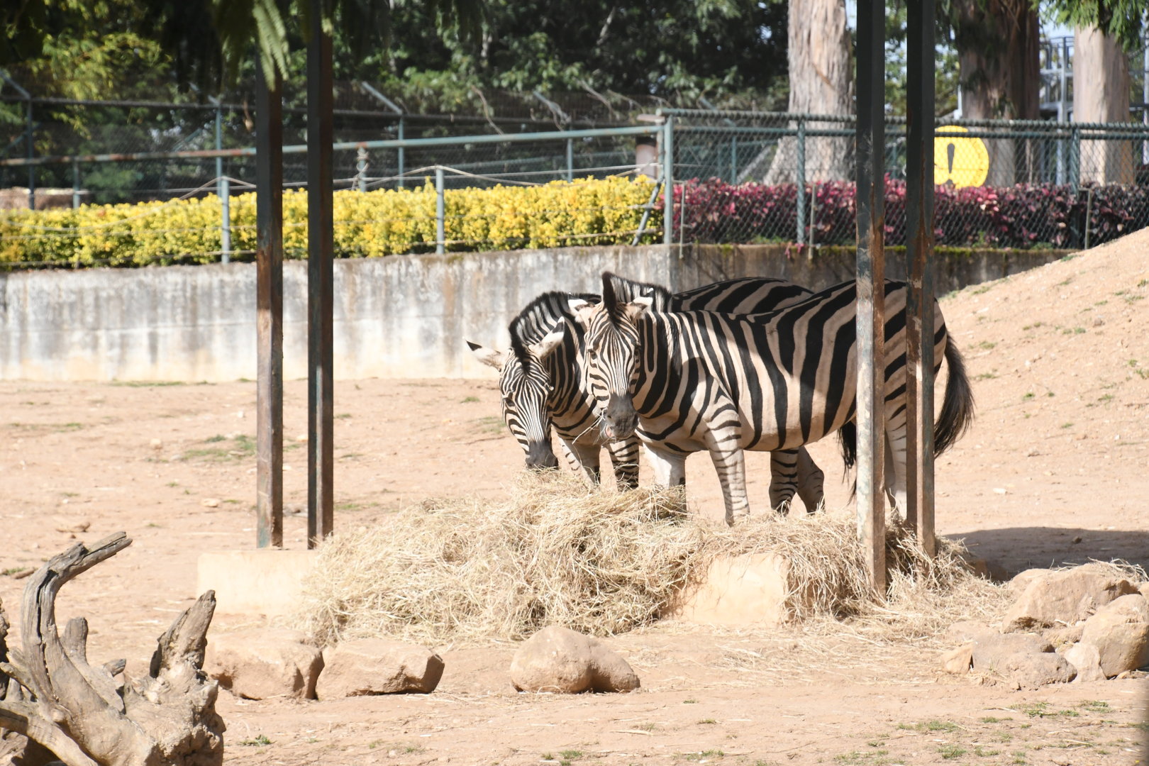 Plains Zebras