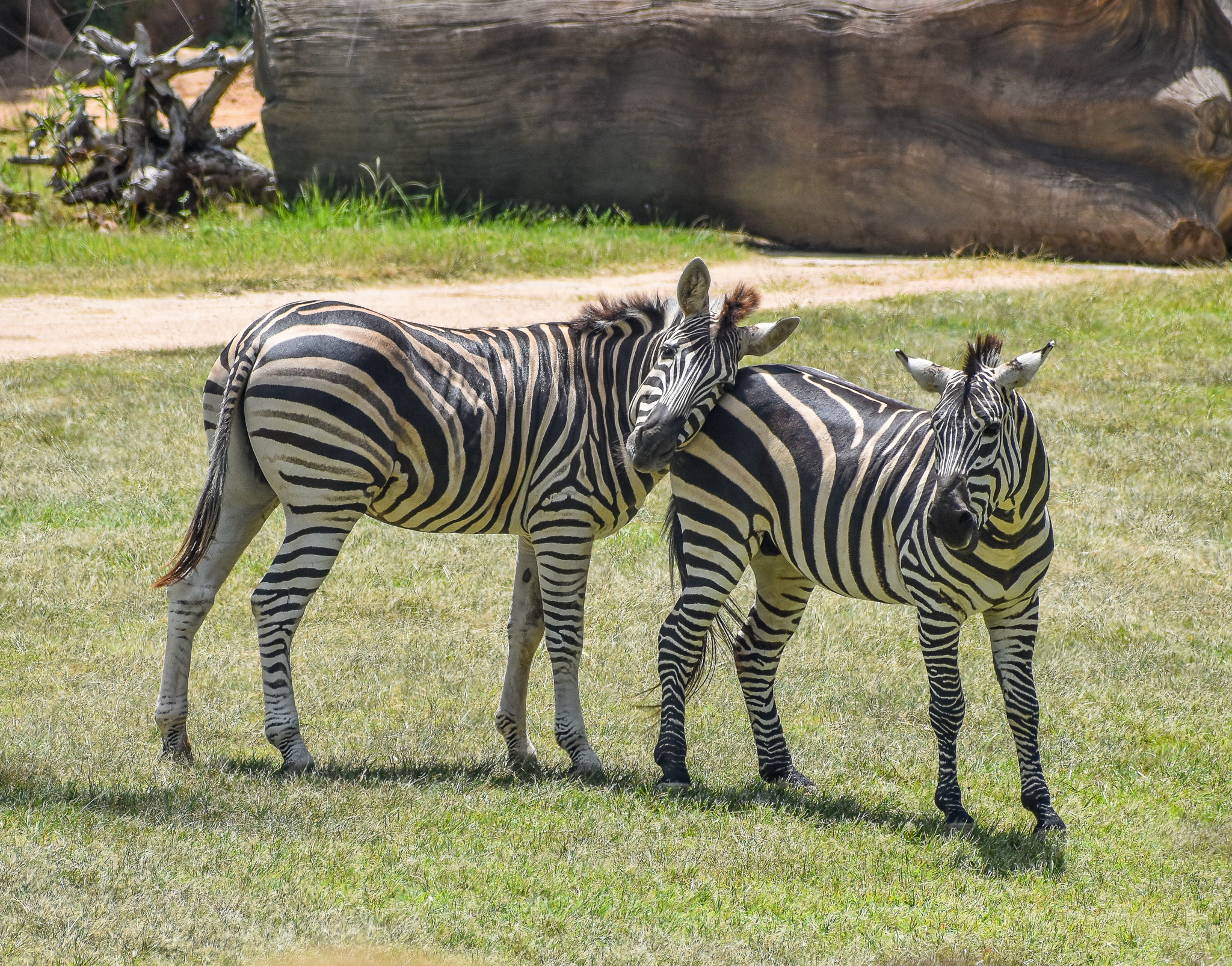 Plains Zebras