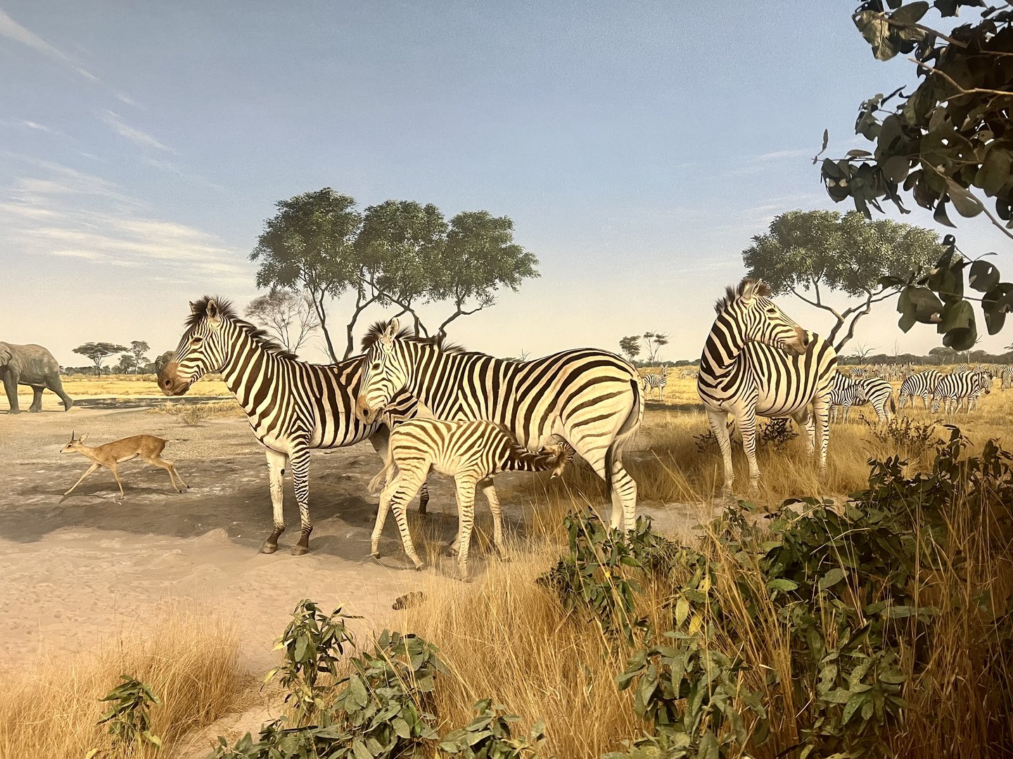 Plains Zebras
