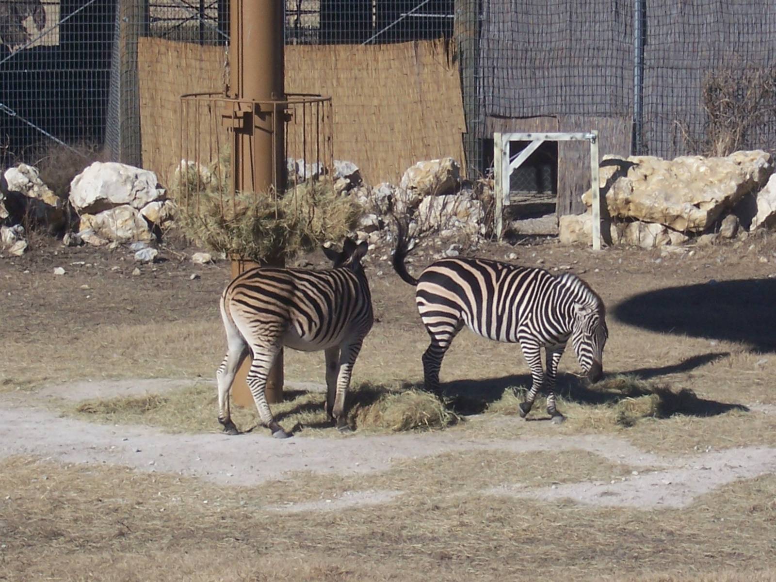 Plain's Zebras
