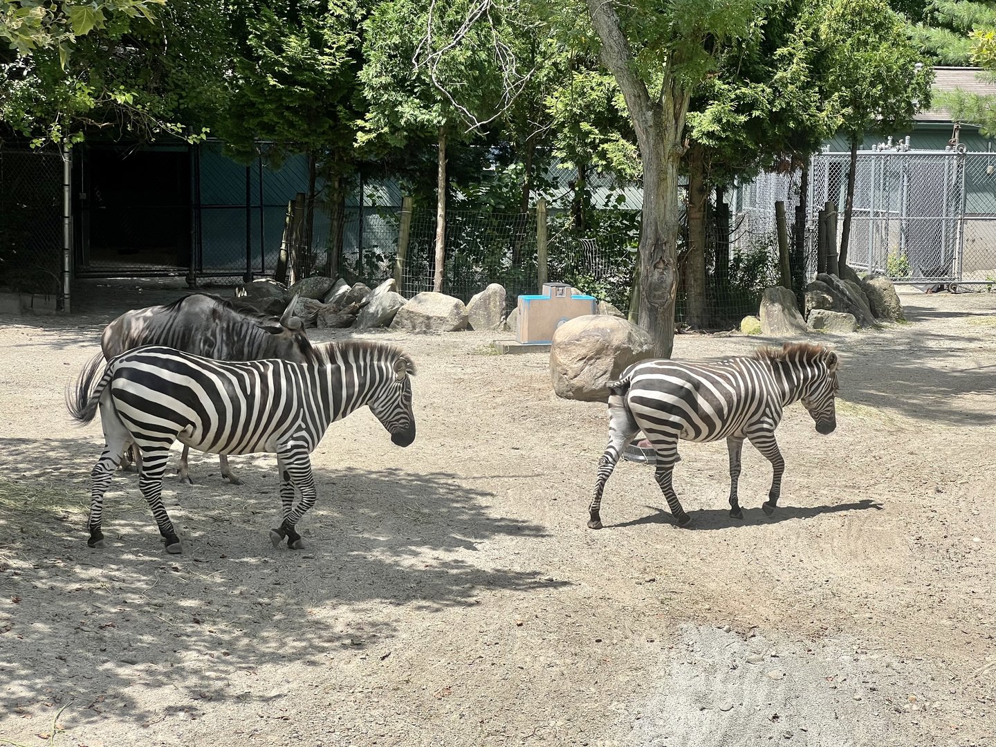 Plains Zebras