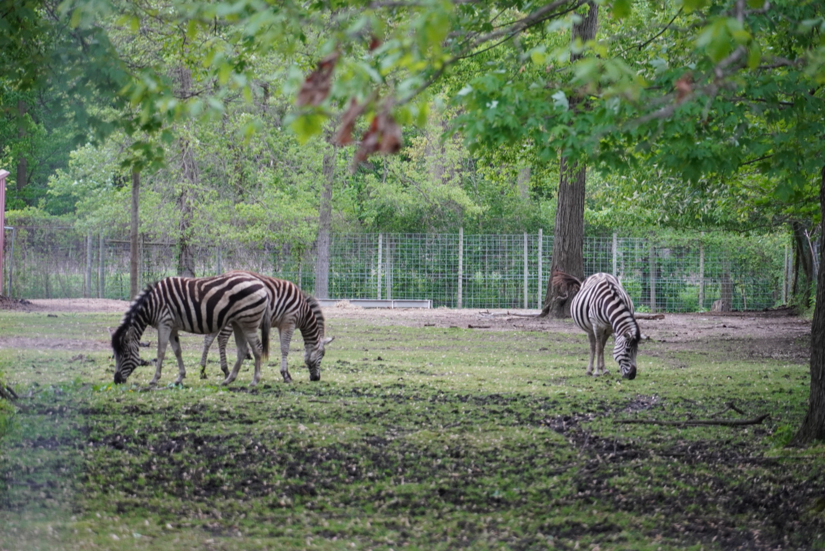 Plains Zebras