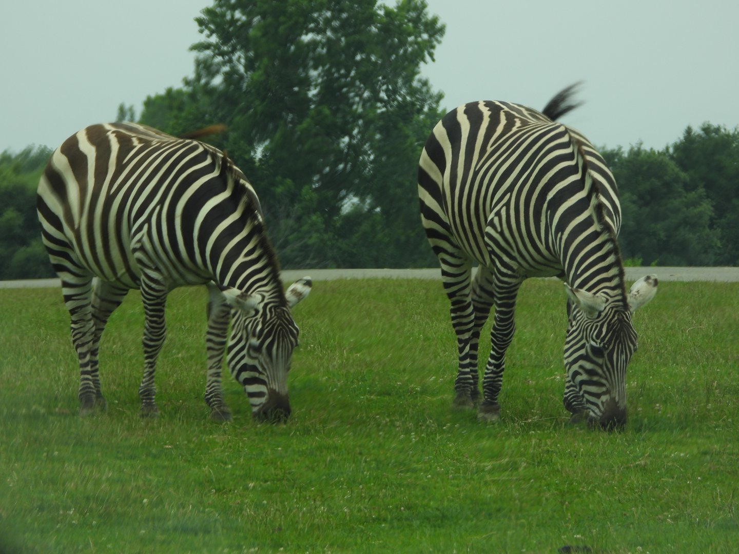 Plains zebras
