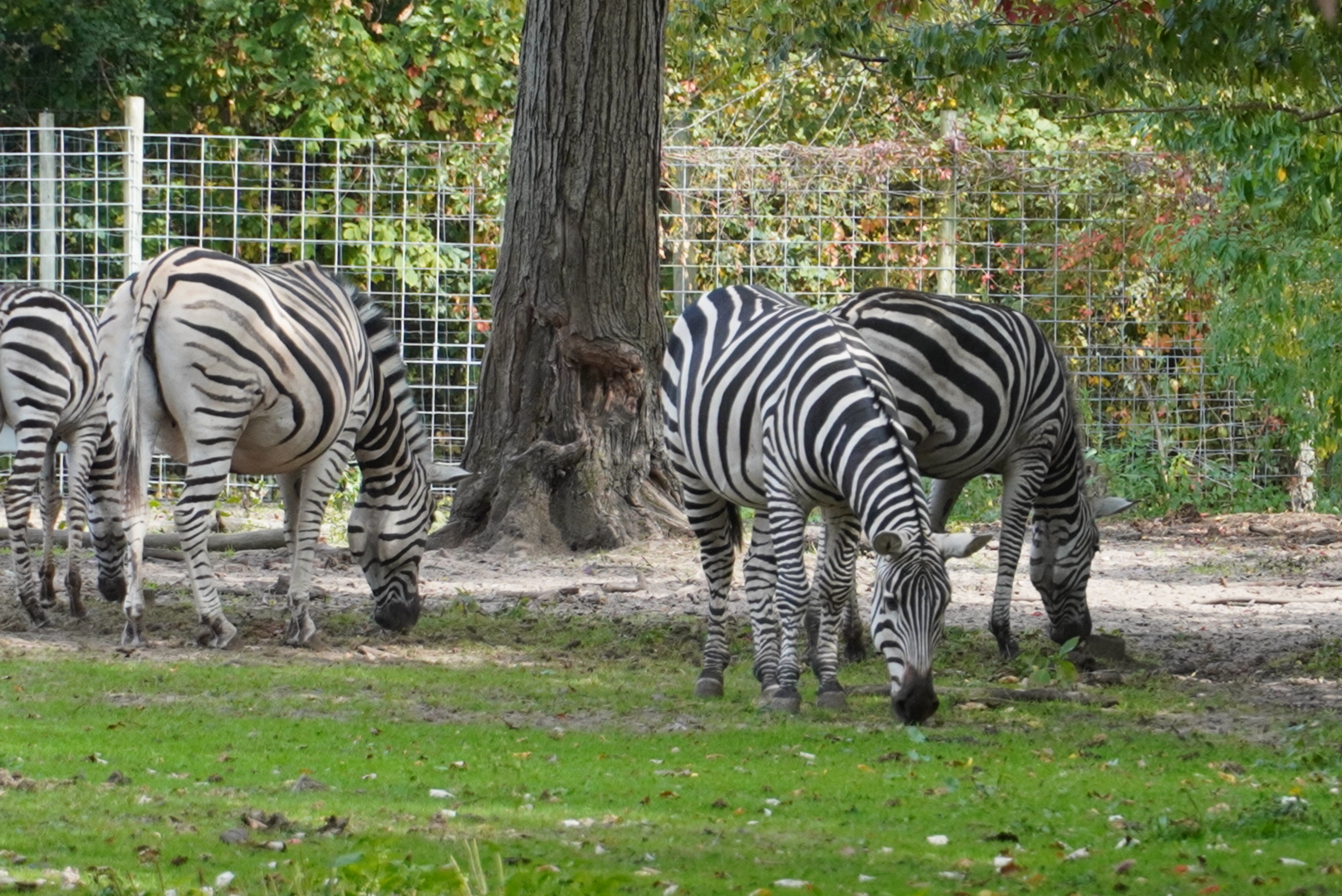 Plains Zebras