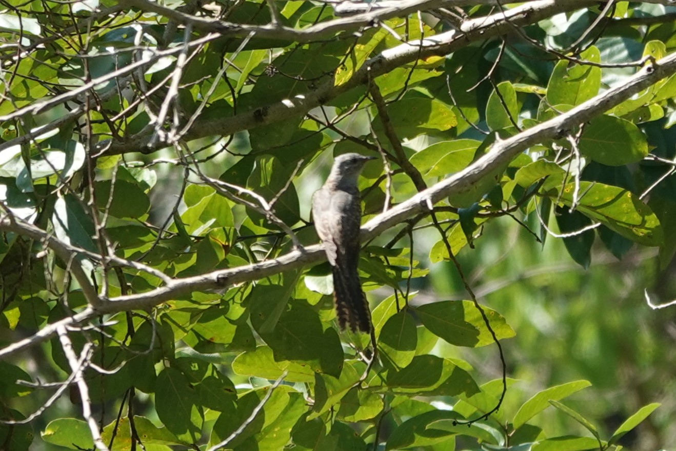 Plaintive Cuckoo