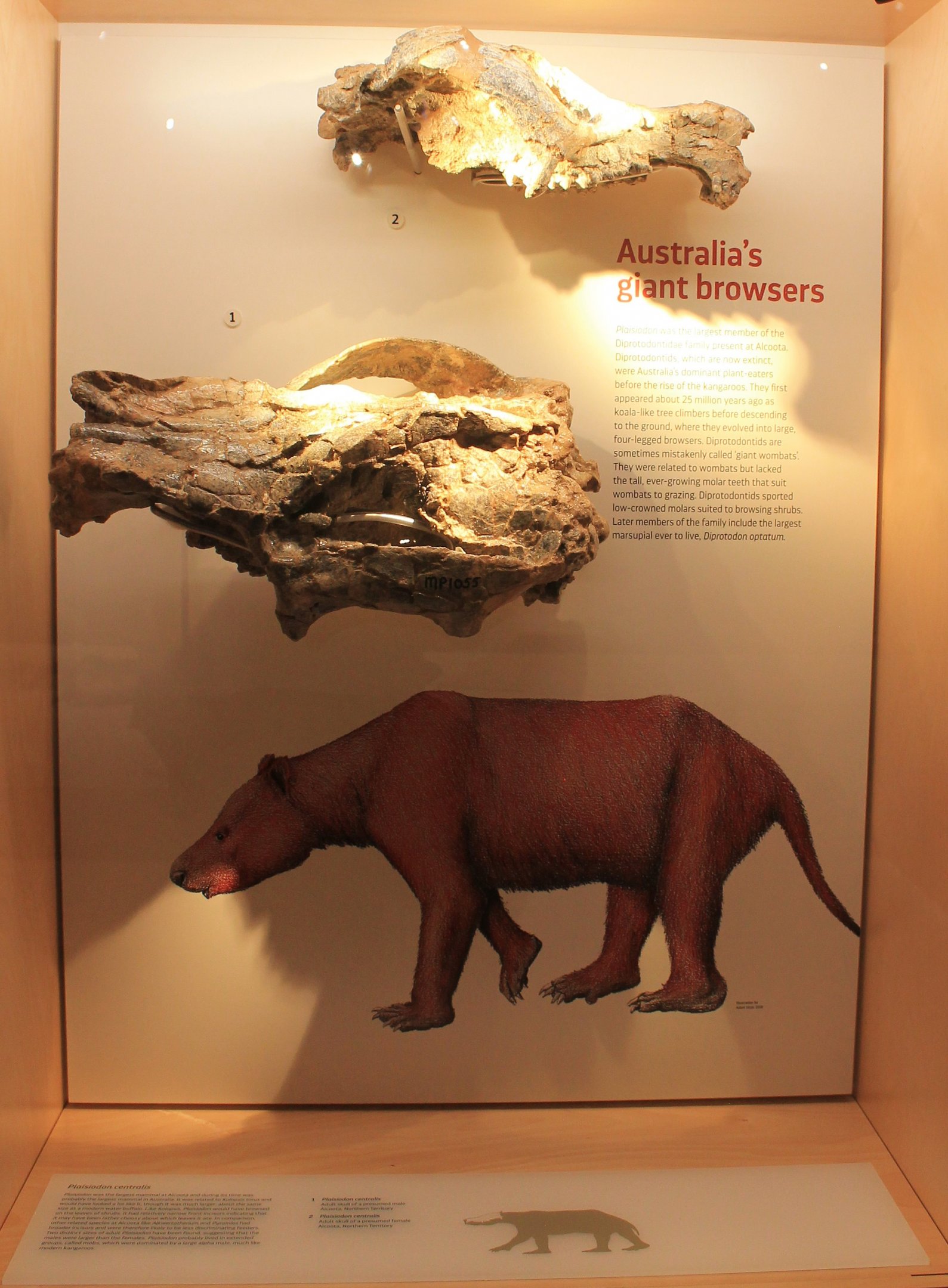 Plaisiodon centralis - Megafauna Central museum