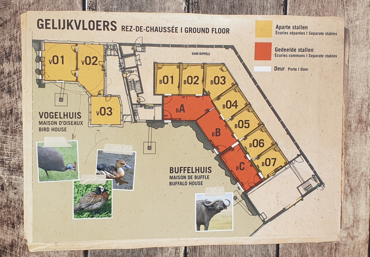 Plan Bird-house in the Buffalo enclosure - Floor area