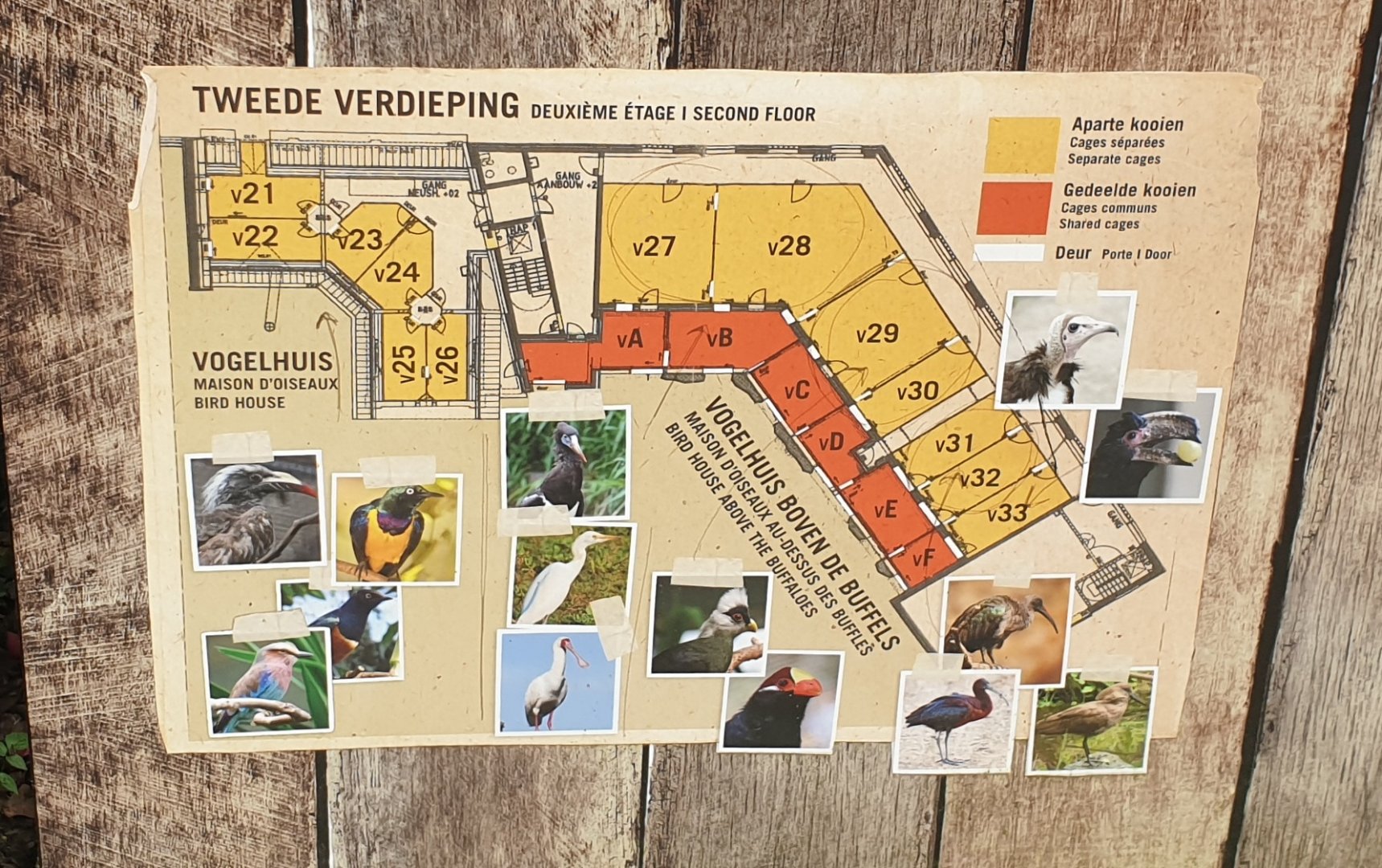 Plan Bird-house in the Buffalo enclosure - Second floor