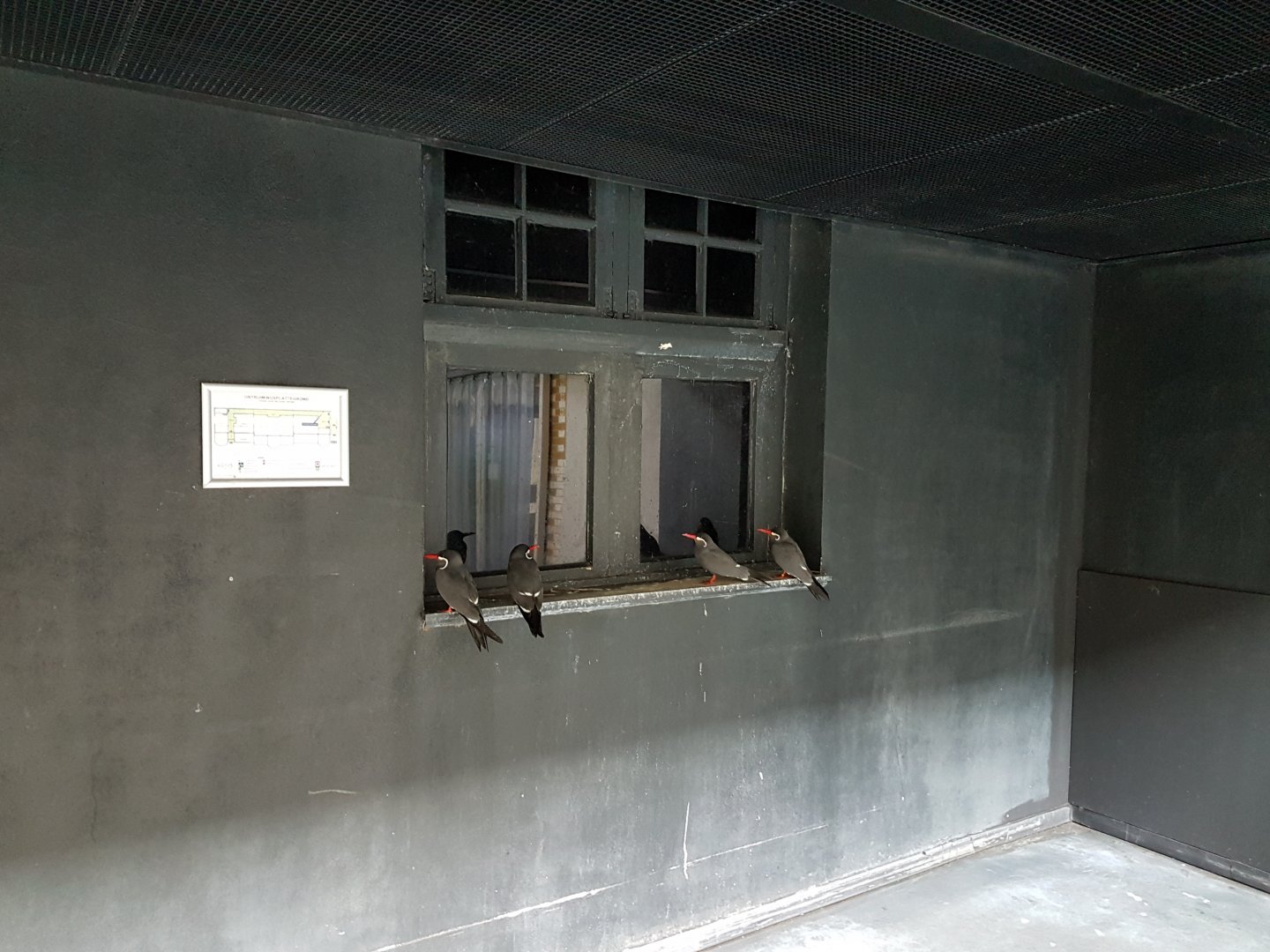 Plan Birdhouse .... and Inca terns