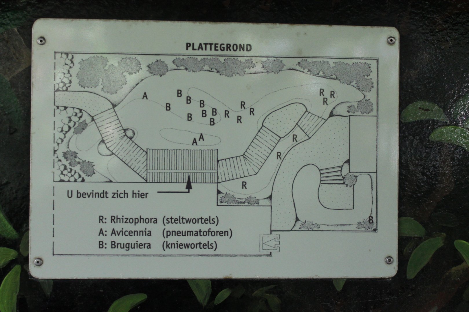 Plan of the Mangroves