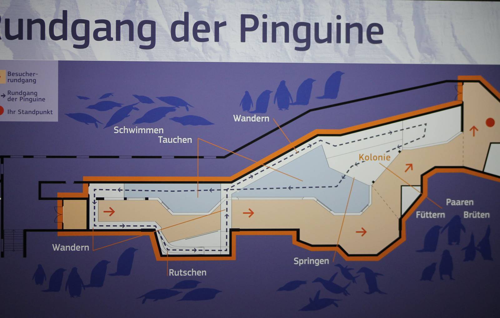 Plan of the Penguin enclosure