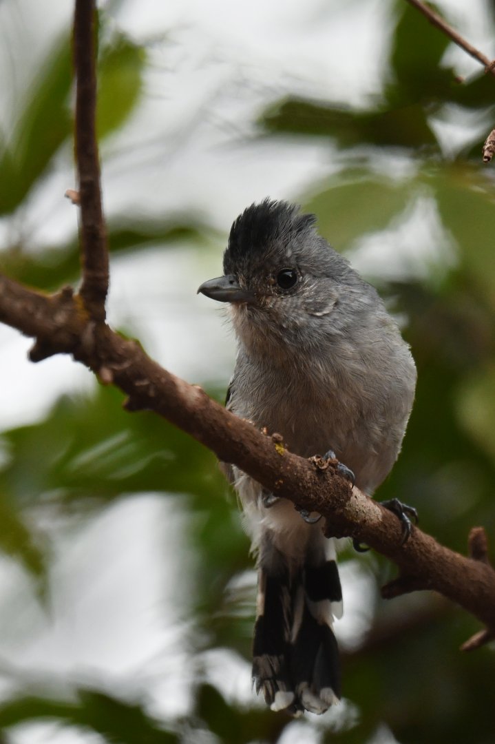 Planalto Slaty-Antshrike Thamnophilus pelzelni