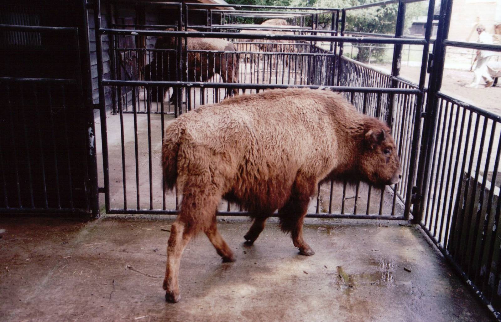 Planckendael 1999 - American Bison calf