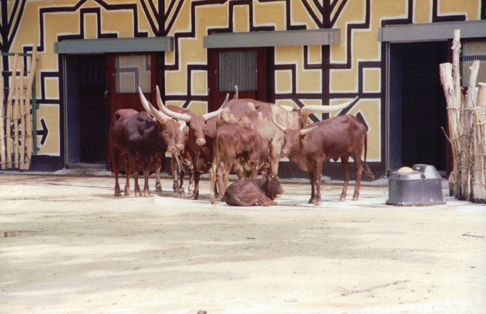 Planckendael 1999 - Ankole Cattle