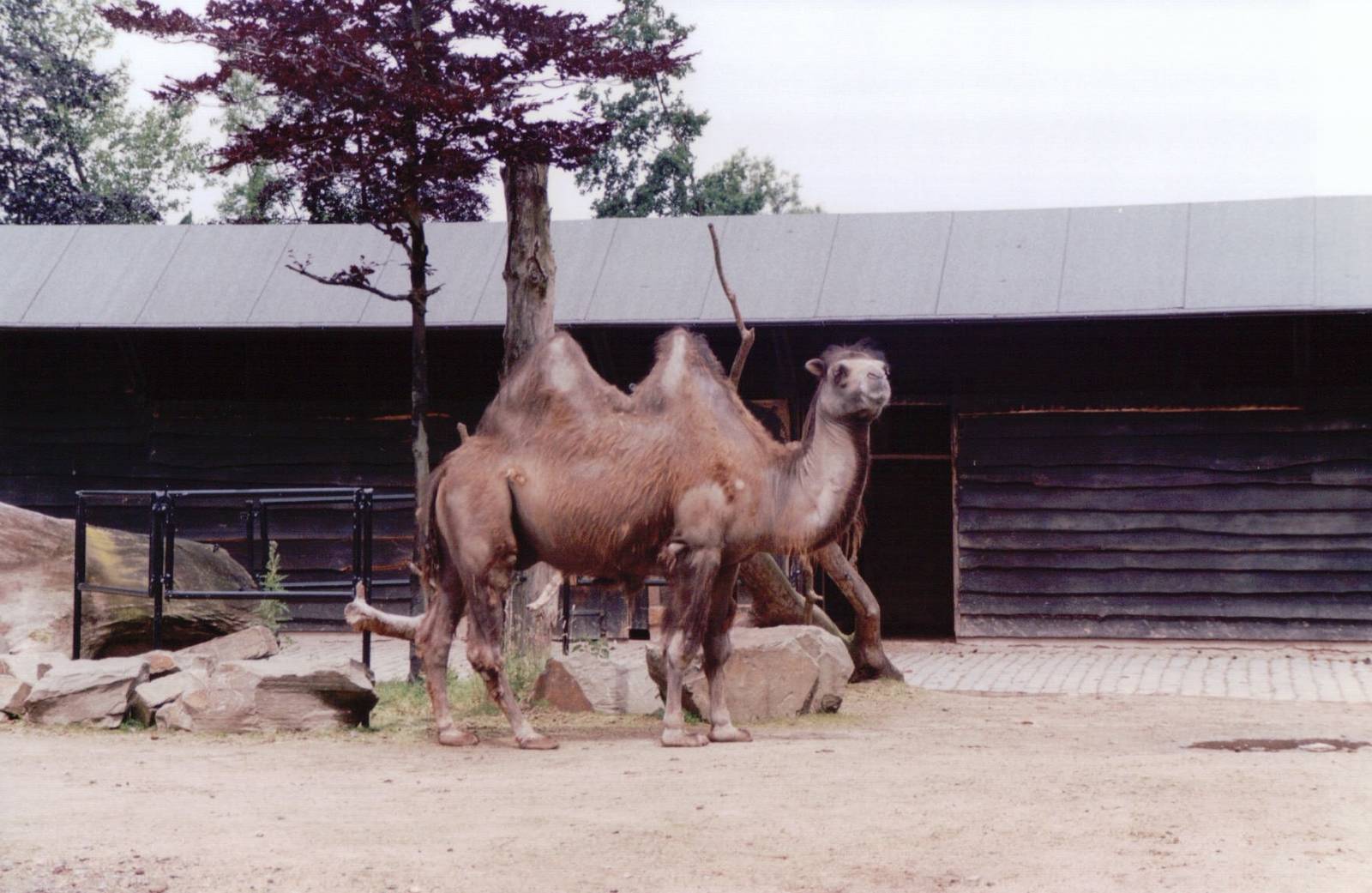 Planckendael 1999 - Bactrian Camel