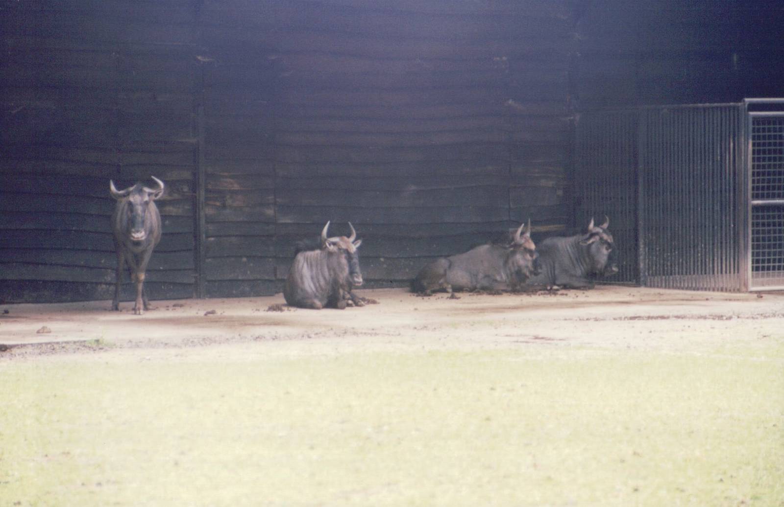 Planckendael 1999 - Blue Wildebeest