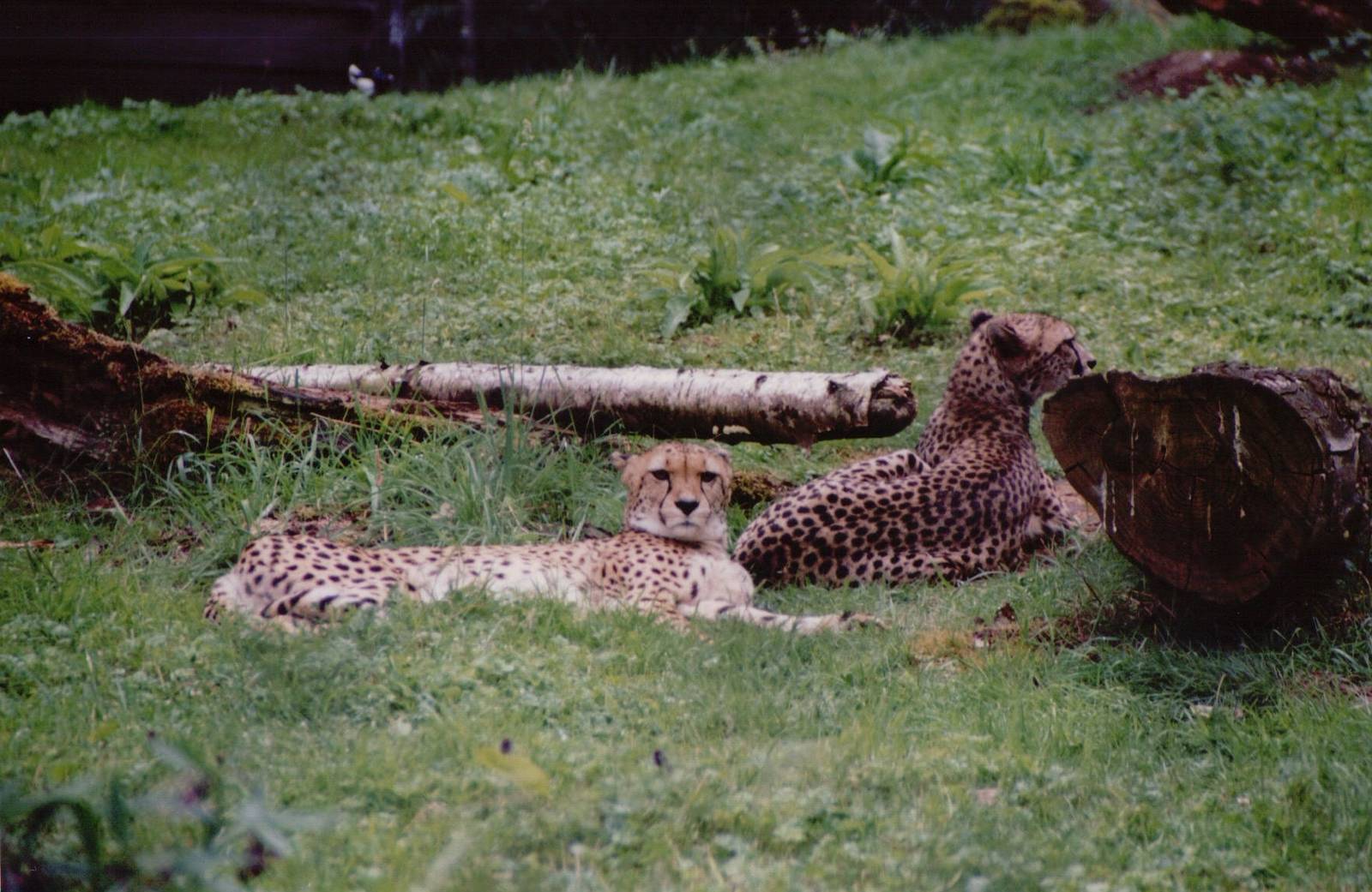 Planckendael 1999 - Cheetahs