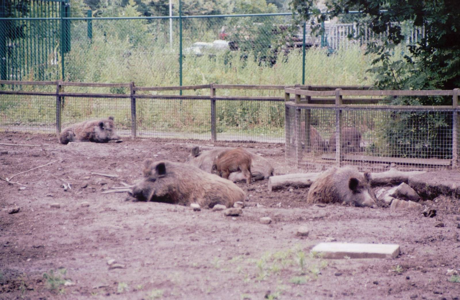 Planckendael 1999 - European Wild Boar exhibit