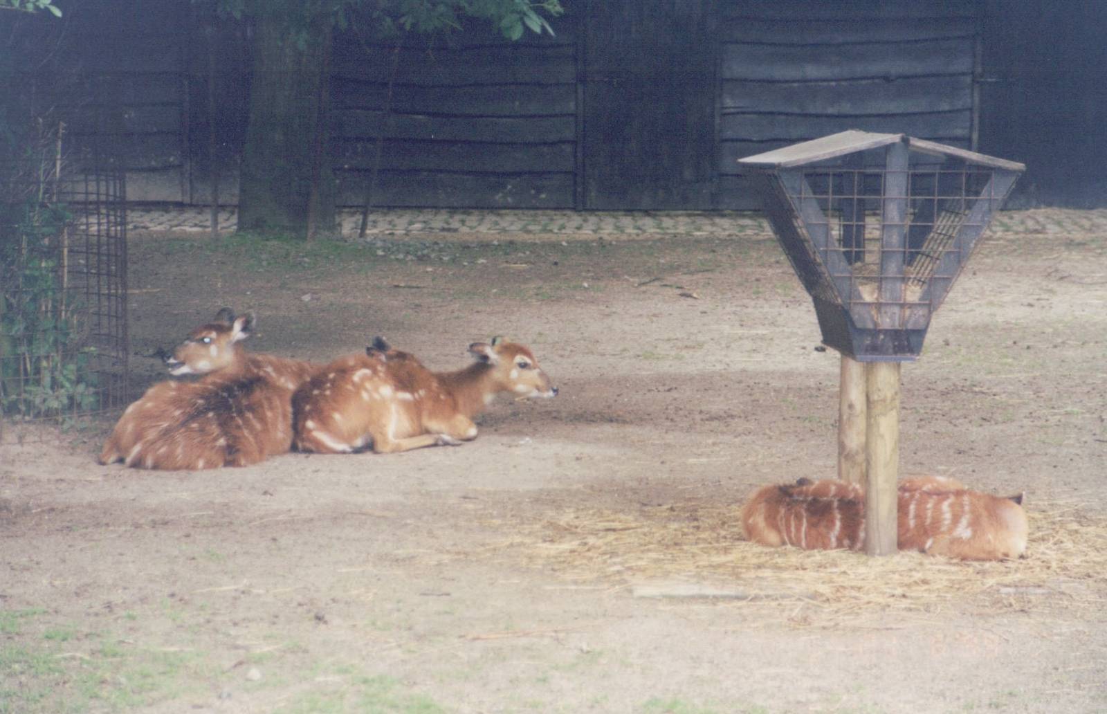 Planckendael 1999 - Lowland Nyala