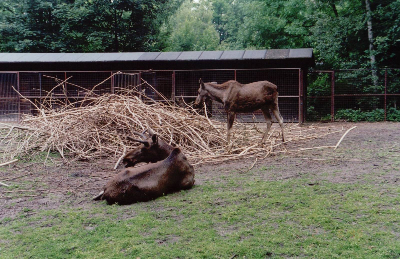 Planckendael 1999 - Moose