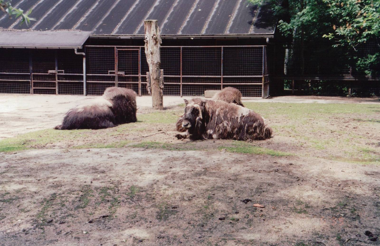 Planckendael 1999 - Muskox
