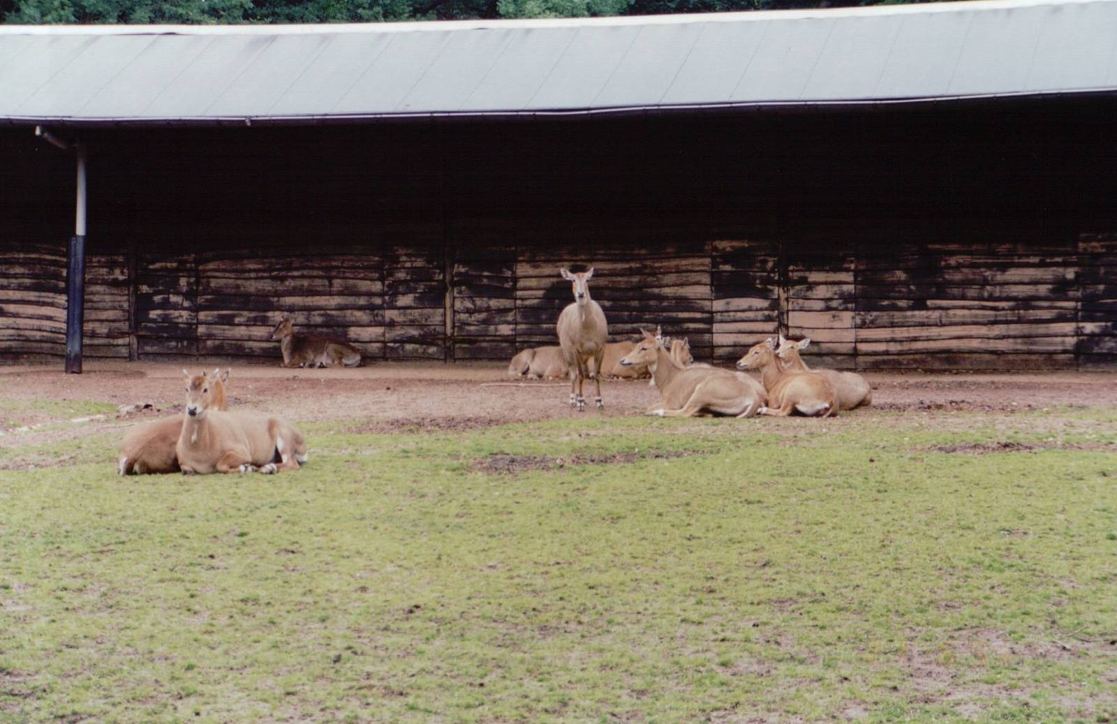 Planckendael 1999 - Nilgai