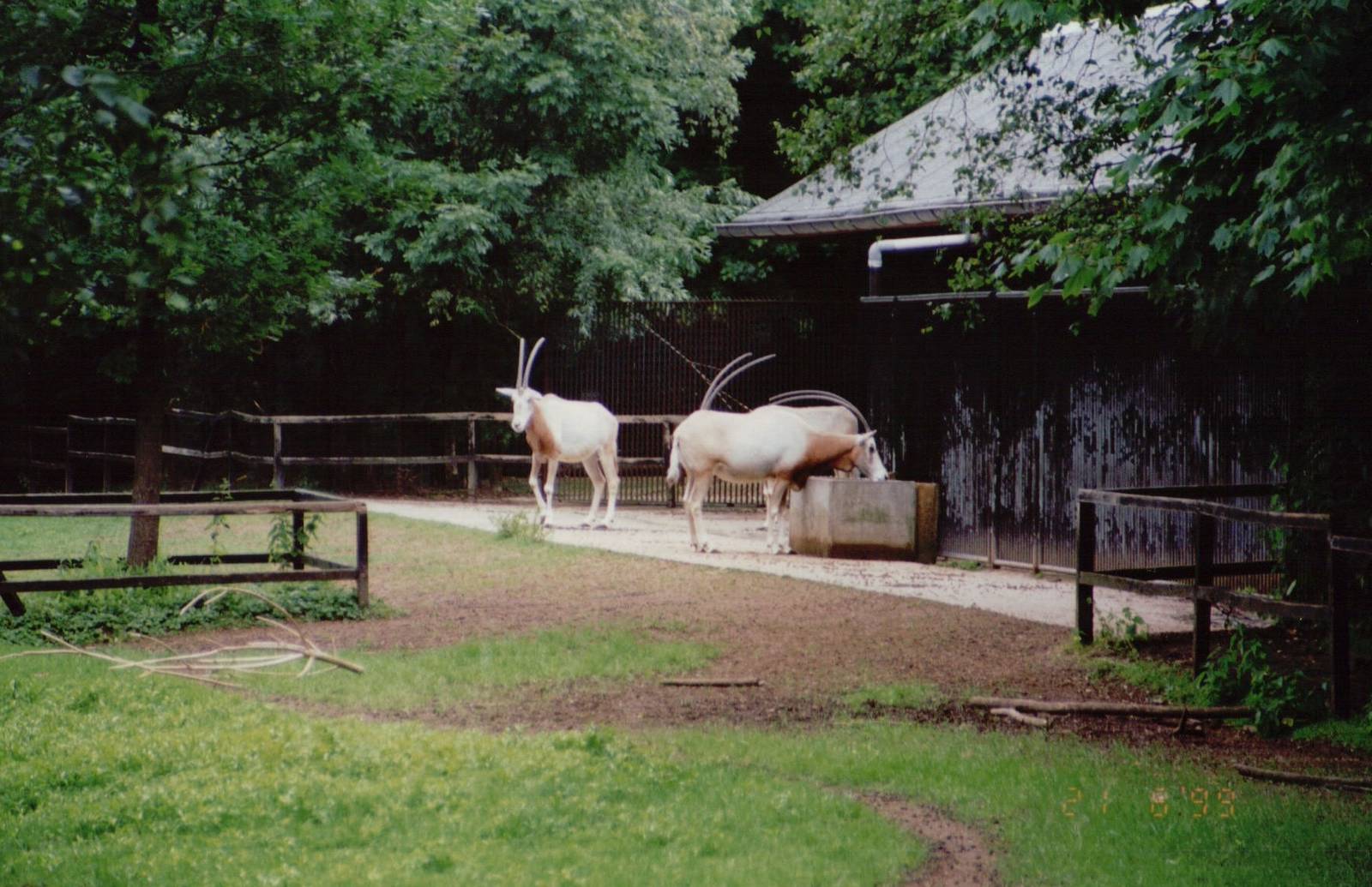 Planckendael 1999 - Scimitar-Horned Oryx