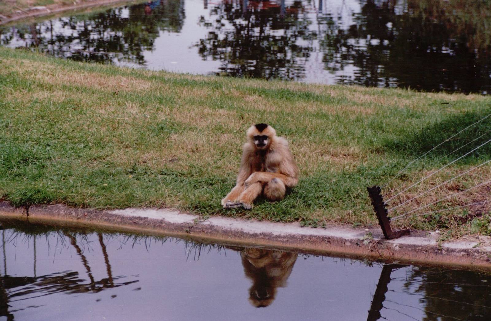 Planckendael 1999 - White-handed Gibbon
