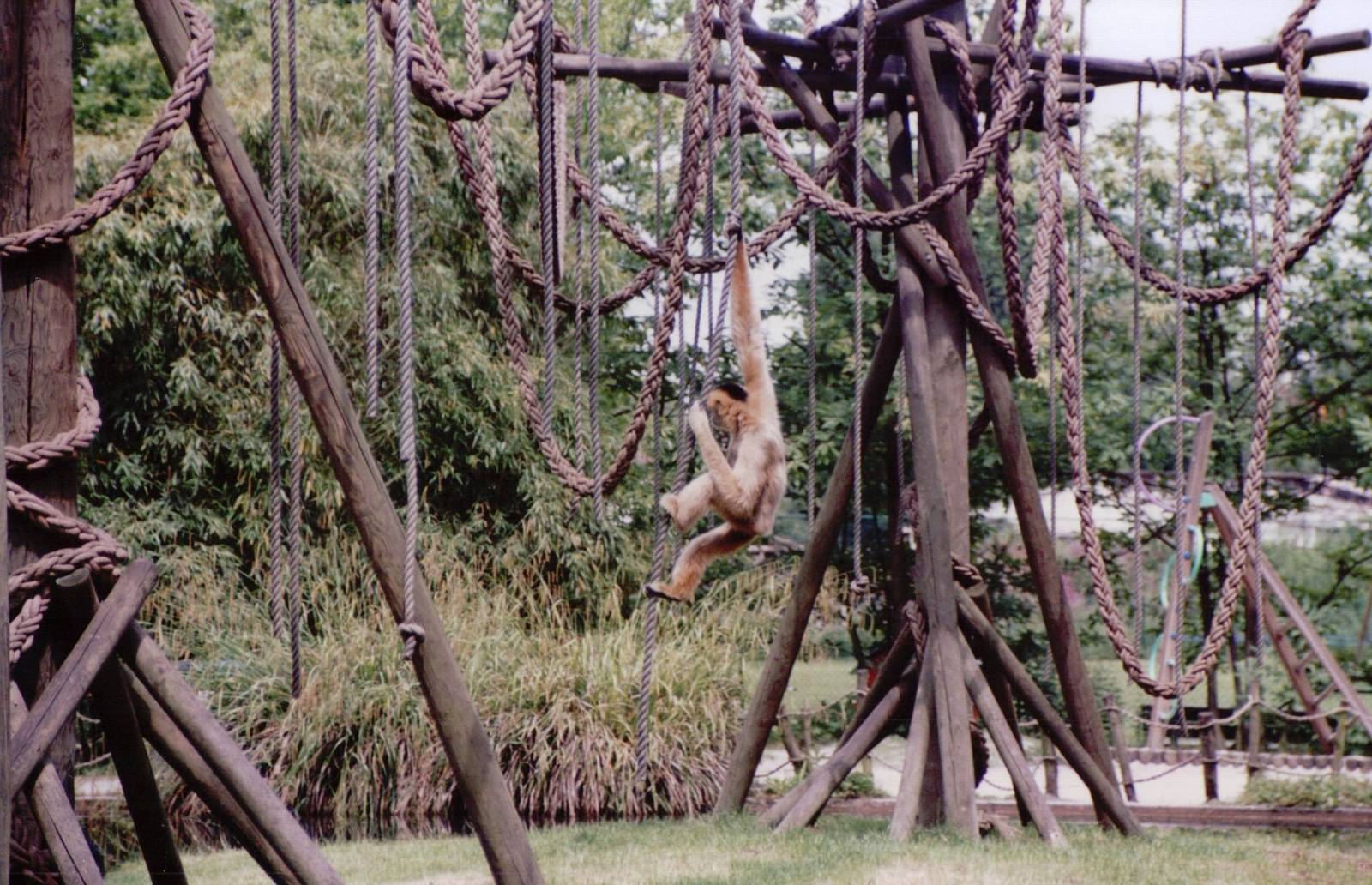 Planckendael 1999 - White-handed Gibbon