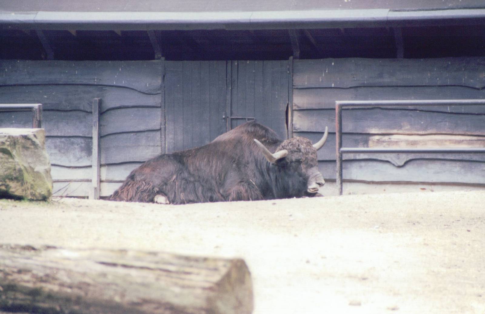 Planckendael 1999 - Yak