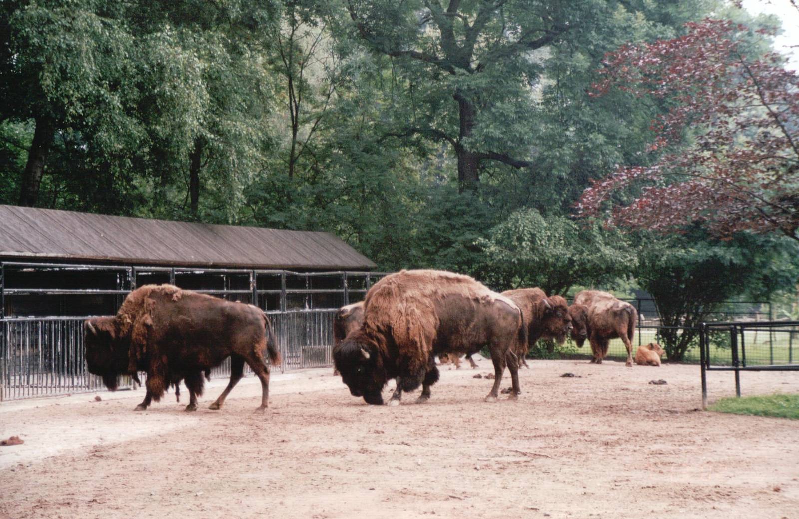 Planckendael 2002 - American Bison