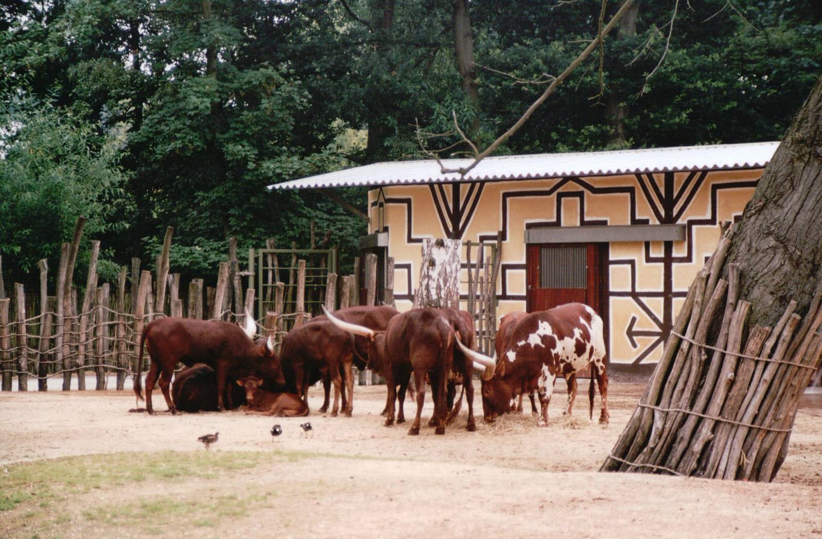 Planckendael 2002 - Ankole Cattle