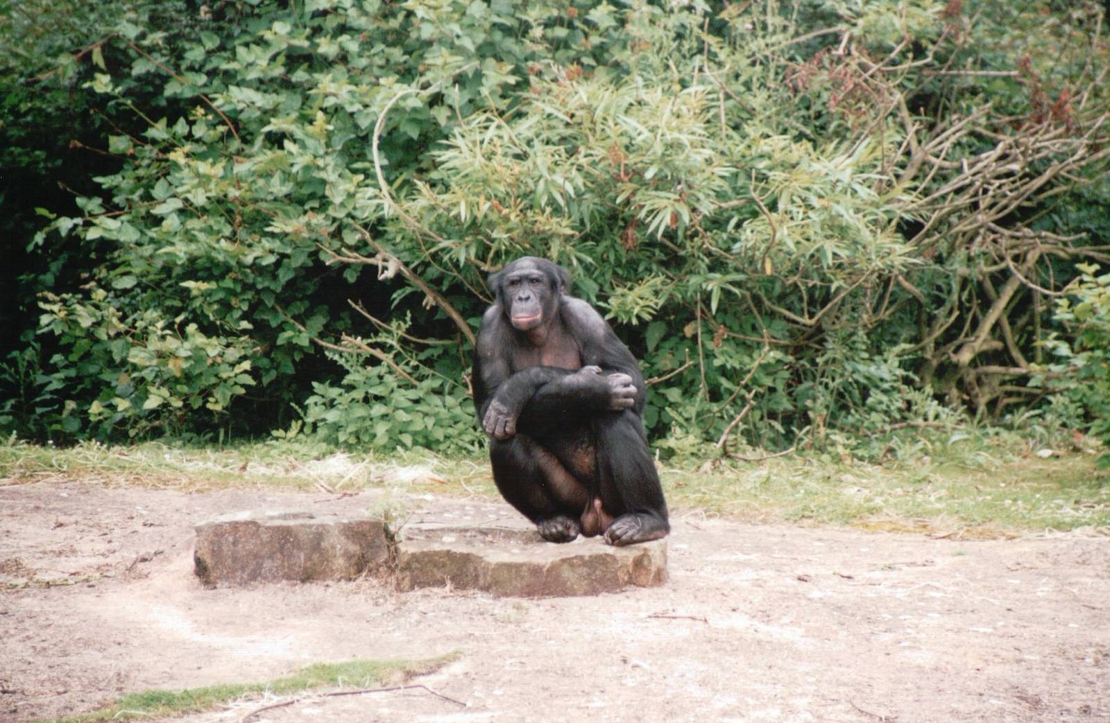 Planckendael 2002 - Bonobo
