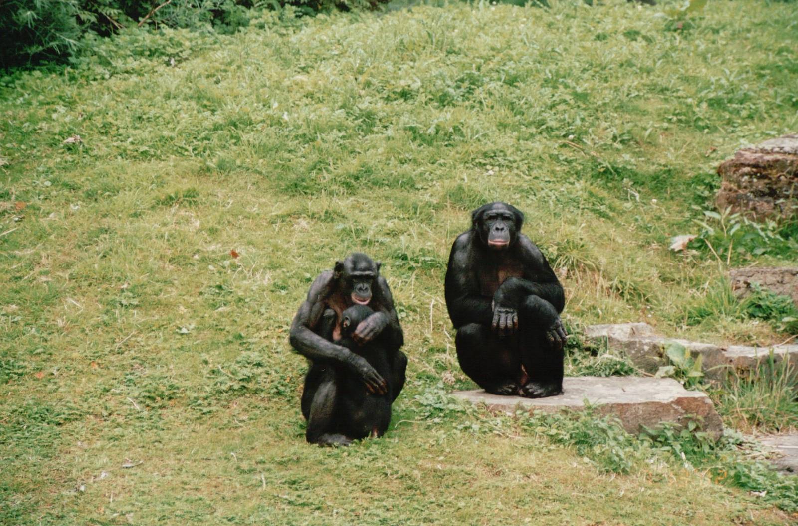 Planckendael 2002 - Bonobos