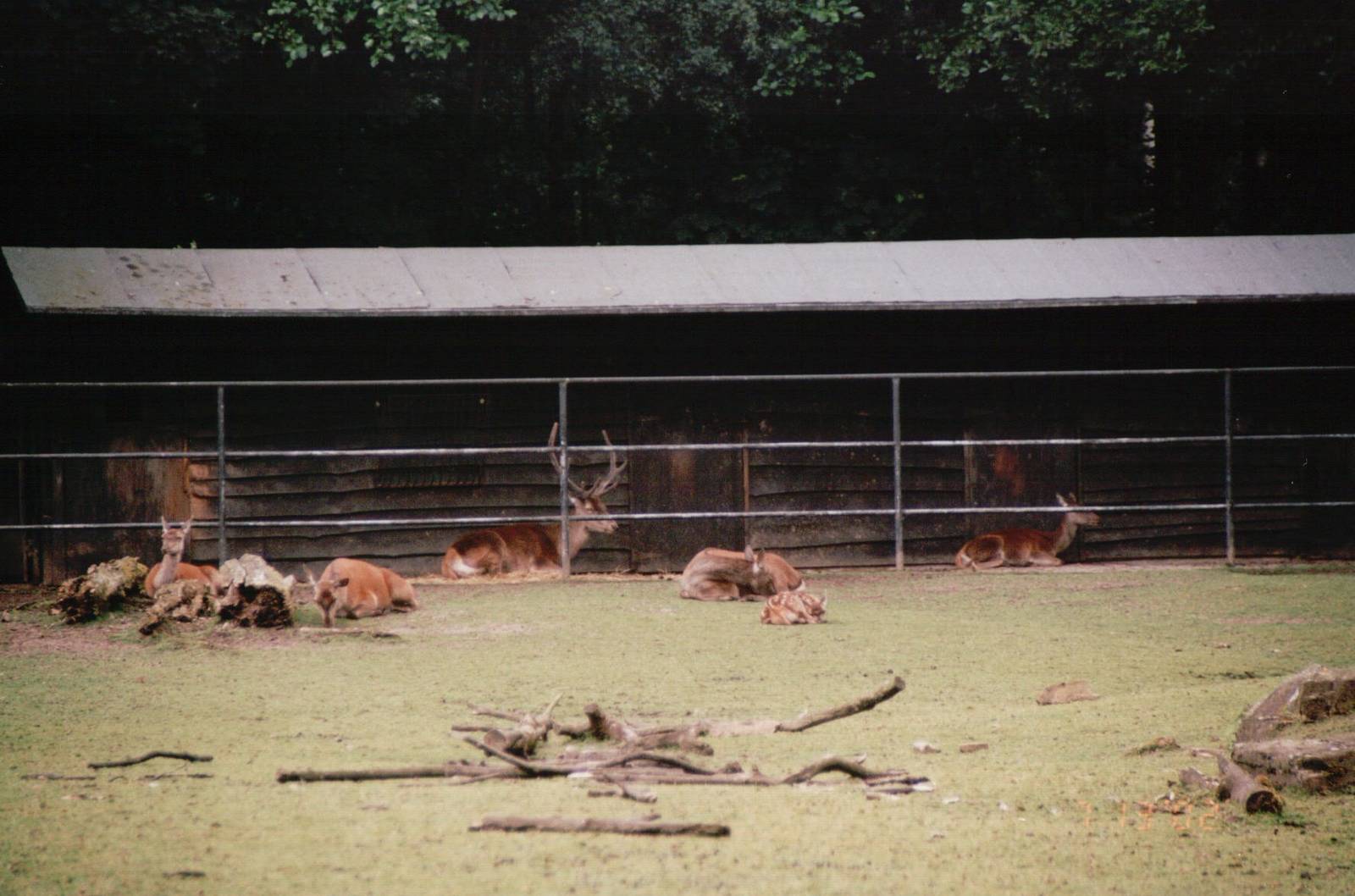 Planckendael 2002 - Carpathian Red Deer