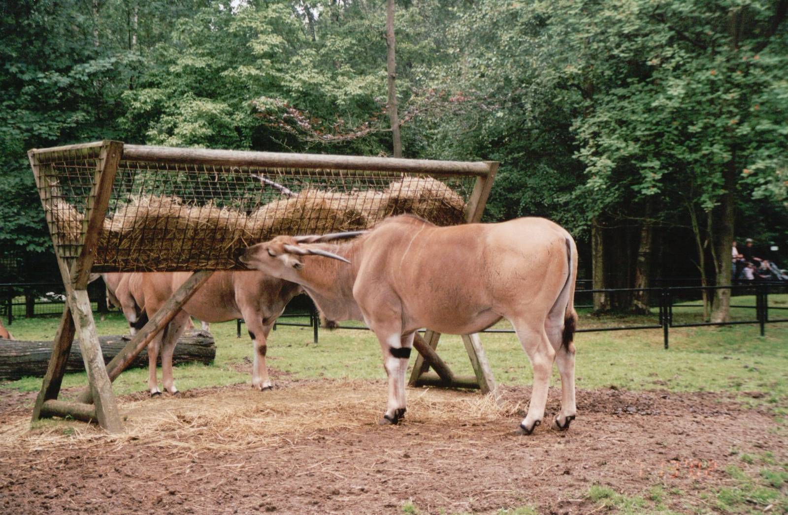 Planckendael 2002 - Common Eland