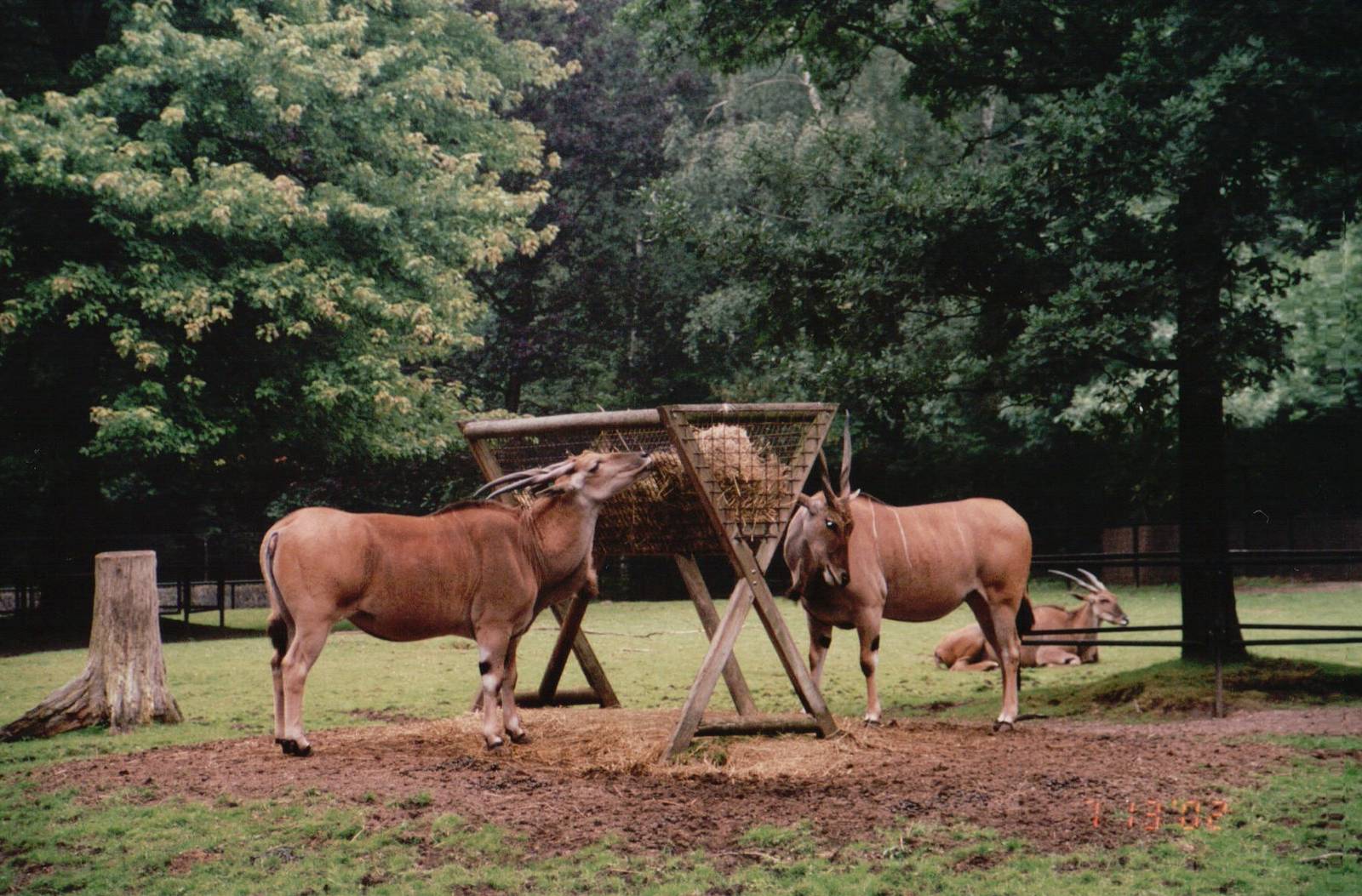 Planckendael 2002 - Common Eland