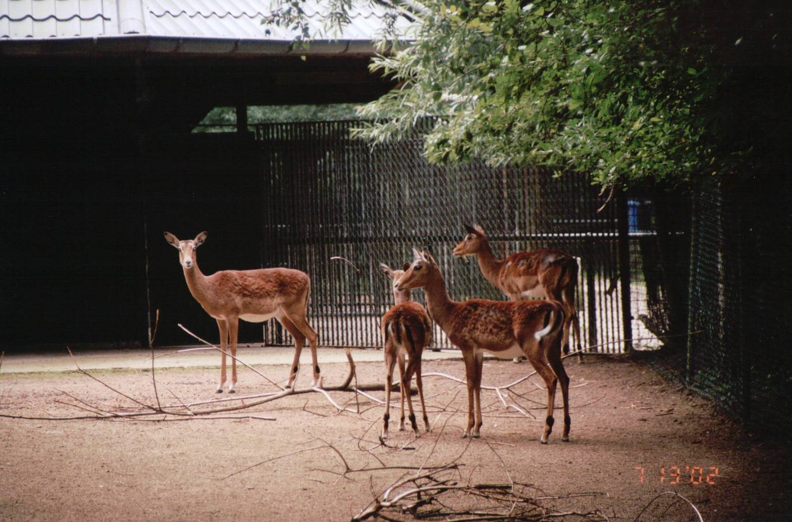Planckendael 2002 - Impala