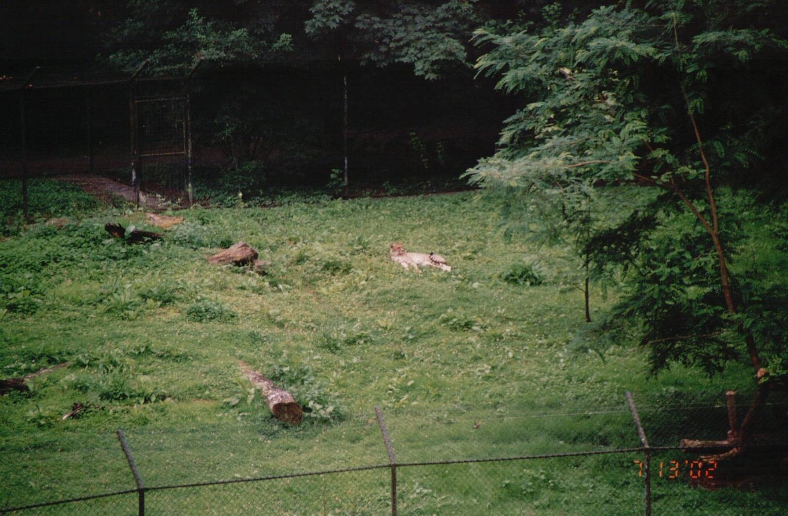 Planckendael 2002 - Part of the Cheetah enclosure