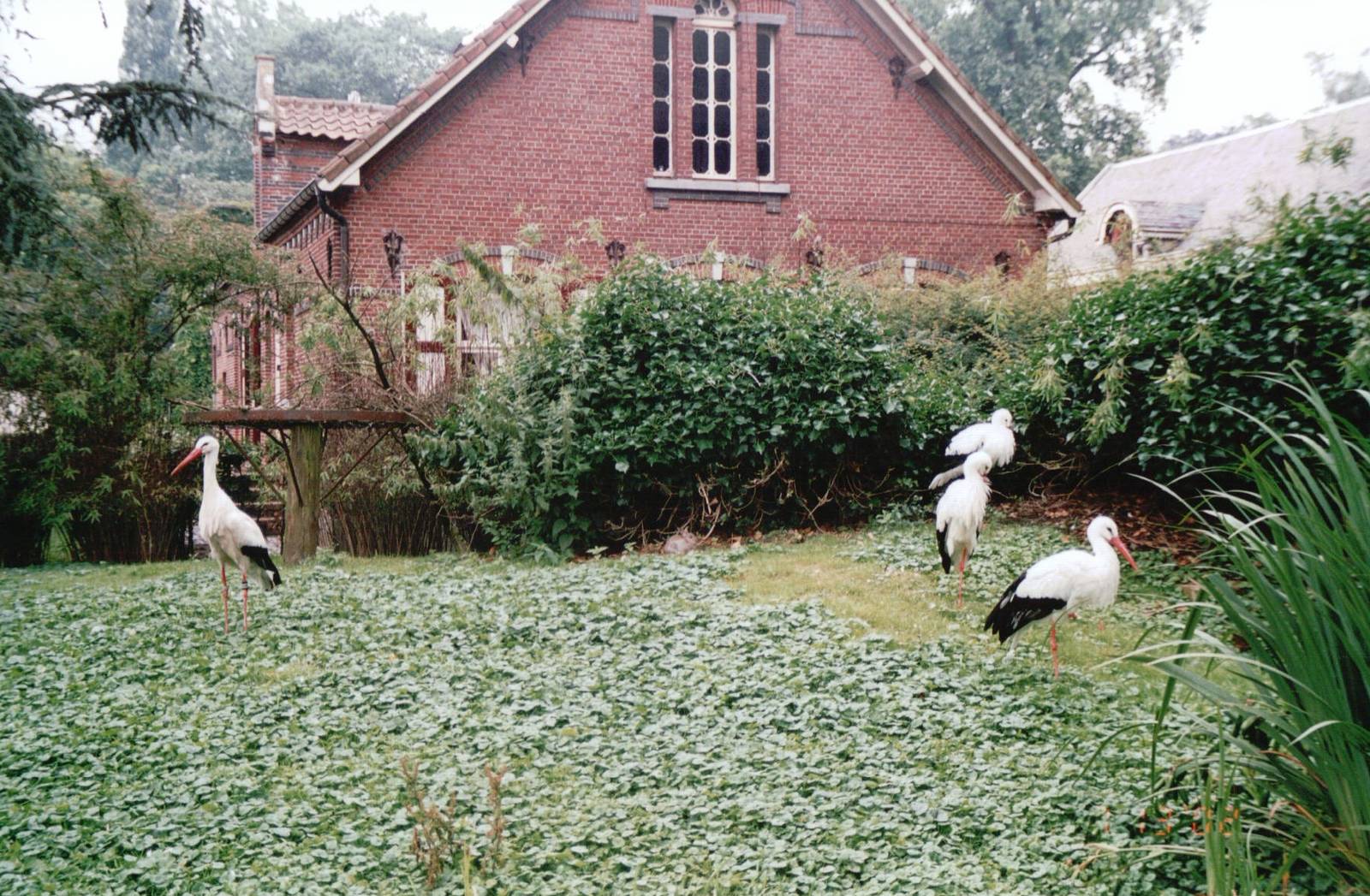 Planckendael 2002 - White Storks