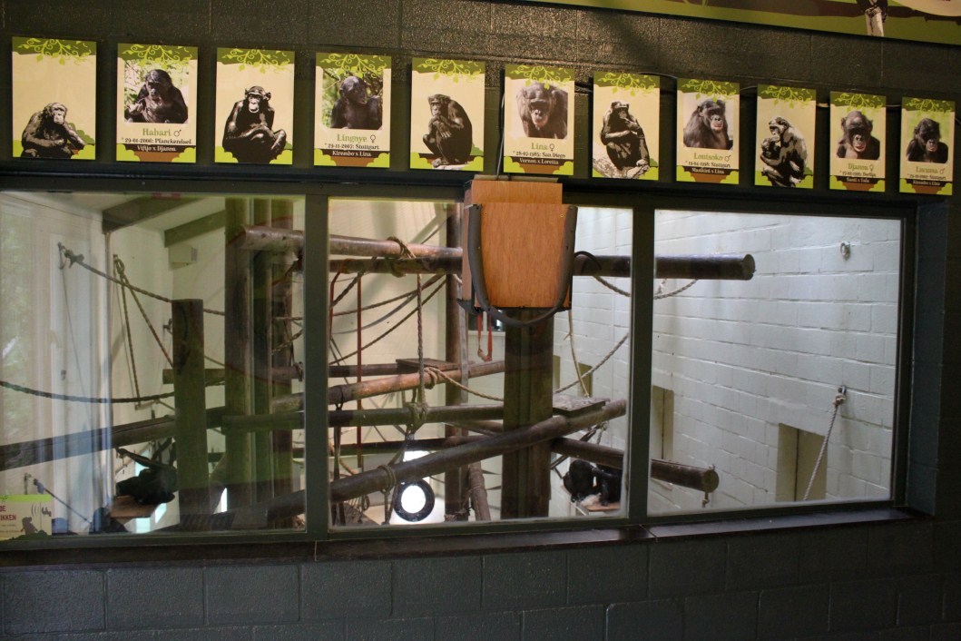 Planckendael - Africa (Bonobo House)