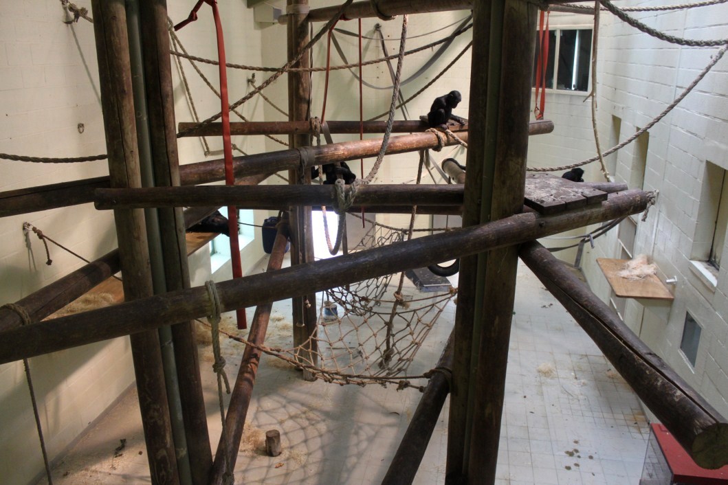 Planckendael - Africa (Bonobo House)