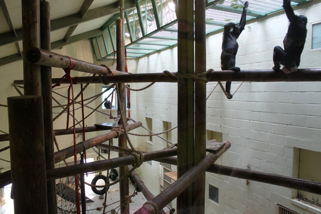 Planckendael - Africa (Bonobo House)